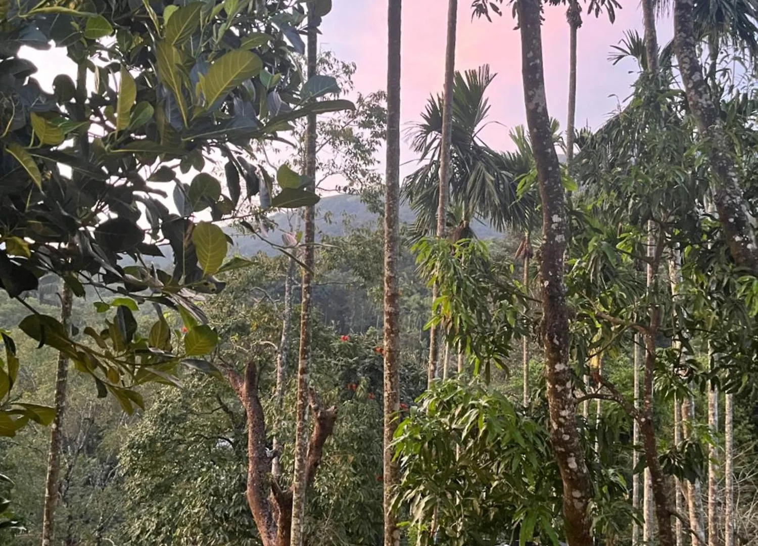 Variyath Homestay Thirunelli